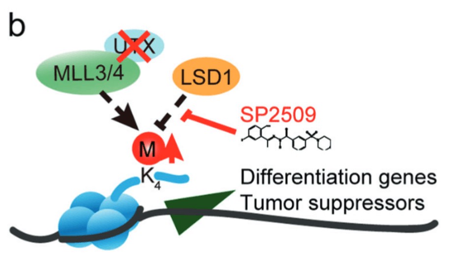 Epigenetic drug library screening identified an LSD1 inhibitor to target UTX-deficient cells for differentiation therapy