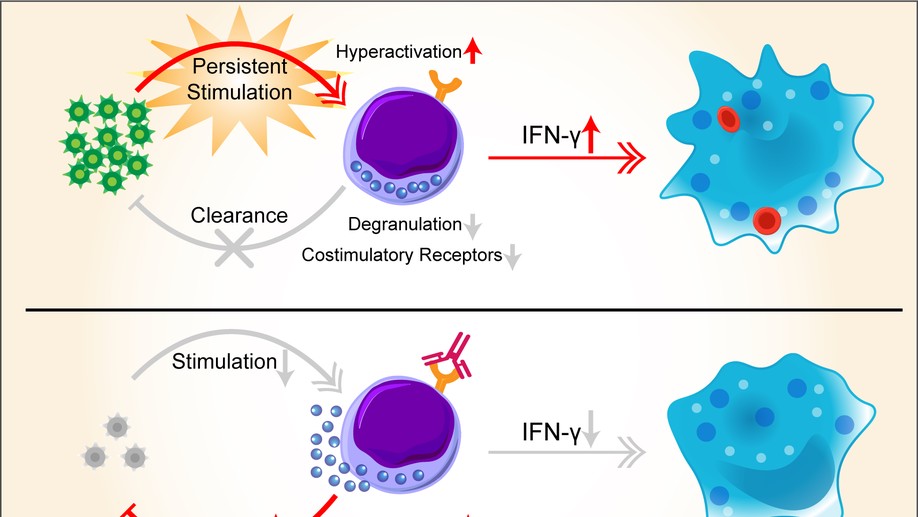 Nivolumab treatment of relapsed/refractory Epstein-Barr virus–associated hemophagocytic lymphohistiocytosis in adults