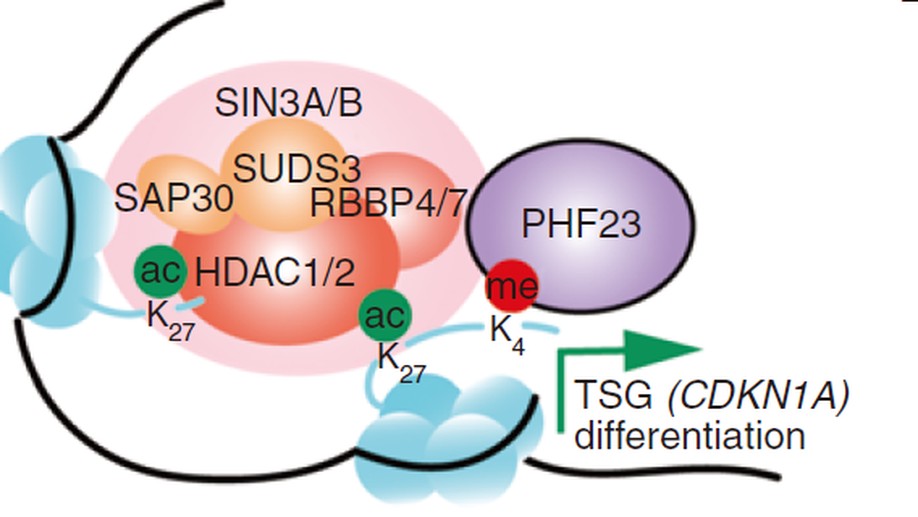 An Epigenetic Mechanism Underlying Chromosome 17p Deletion-Driven Tumorigenesis