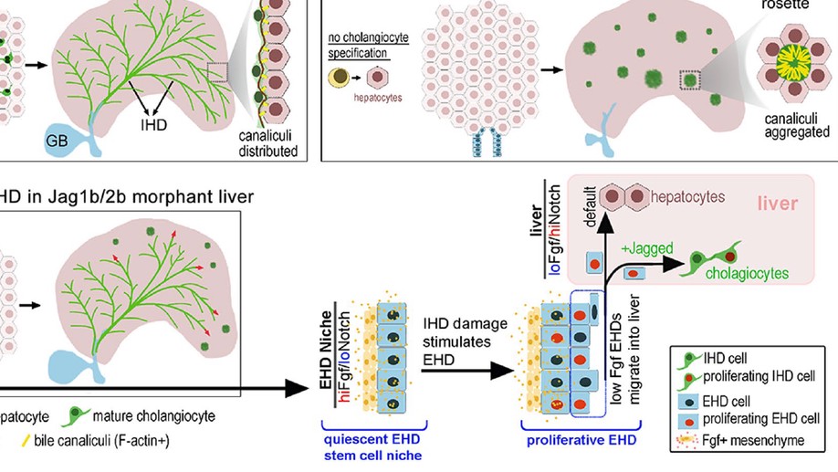 Intrahepatic cholangiocyte regeneration from an Fgf-dependent extrahepatic progenitor niche in a zebrafish model of Alagille Syndrome