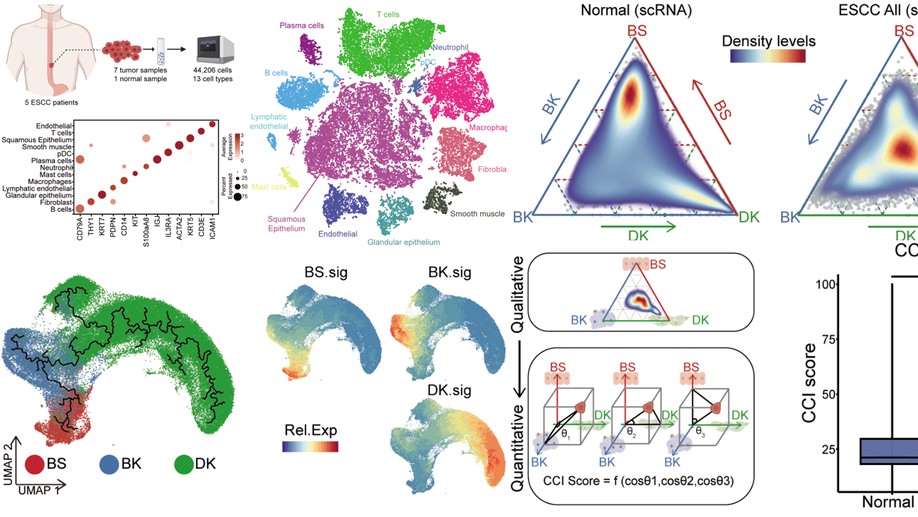 Identifying a confused cell identity for esophageal squamous cell carcinoma